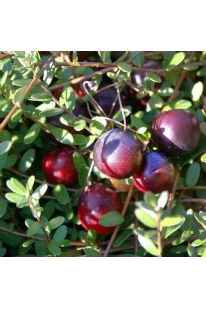 Клюква Early Black листья